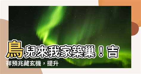 家中有鳥來築巢|【家有鳥築巢】鳥兒來我家築巢！吉祥預兆藏玄機，提。